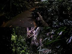 -夜间野生动物园