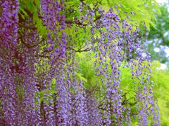 -嘉定紫藤园