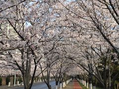 -高东镇樱花园
