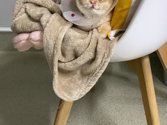-纳吉亚猫专科动物医院·北北分院