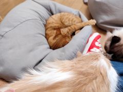 -唐小姐の私宠·宠物洗护美容·撸猫馆·购宠(周浦万达旗舰店)