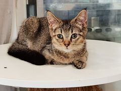 -楼上猫咖(罗湖店)