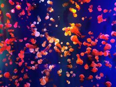 -成都浩海立方海洋公园