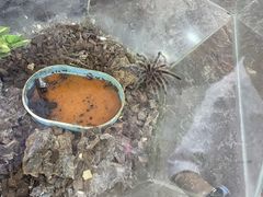-上海大自然野生昆虫馆(东方明珠·爬宠昆虫探索中心)