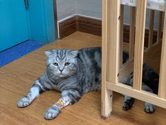 -北京观赏动物医院·24小时大型综合·猫专科·异宠专科
