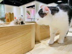 -藏猫猫咖啡主题馆(中央大道店)