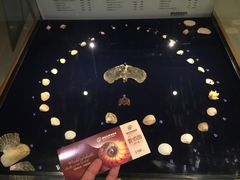 -青岛贝壳博物馆