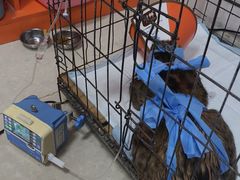 -瑞派福兴宠物医院犬猫全科·骨科·中西医结合(河东店)