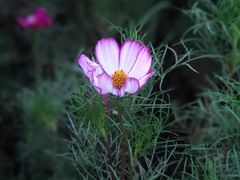 -天津东丽湖风景区