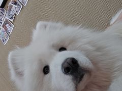 -星多哈·狗咖·拼豆·咖啡
