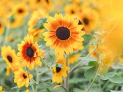 -海心沙亚运公园