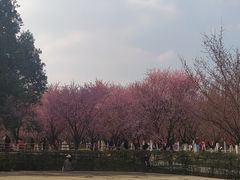 -秀丽东方