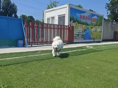 -宠物寄养训练学校