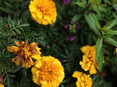 -四川农业大学(雅安校区)