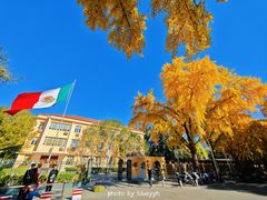 -三里屯东五街银杏大道
