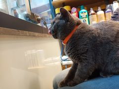 -帕帕拉兹宠物(亚洲旗舰店)