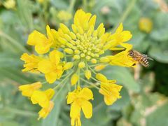 -天适樱花悠乐园