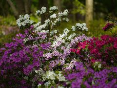 -上海滨江森林公园