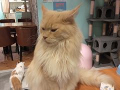 -猫小院猫主题餐厅(三里屯店)