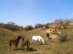 -塞罕坝国家级自然保护区