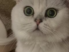-钦宠·猫咪售卖·洗护·寄养(东圃旗舰店)