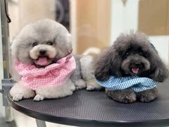 -艾贝尔宠物诊疗