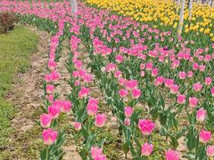 -商丘古城-应天书院