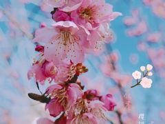 -顾村公园