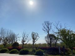 -天王浮山樱花园