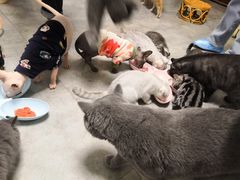 -团子家猫咪猫咖馆·柯基·柯尔鸭