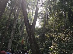 -西双版纳原始森林公园