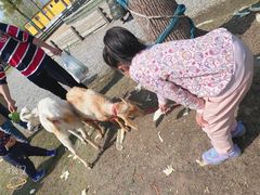 -前小桔亲子创意农场·草莓采摘·露营烧烤