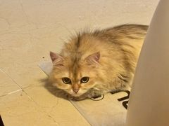 -瑞鹏宠物医院·骨科·猫科·内科(第一中心)