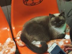 游乐设施-猫咪博物馆(顶澳仔猫街店)