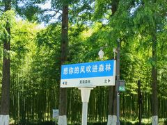-黄海国家森林公园