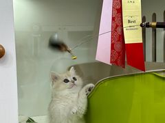 -青奢宠物·青奢猫舍