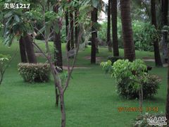 树林-三亚亚龙湾红树林度假酒店