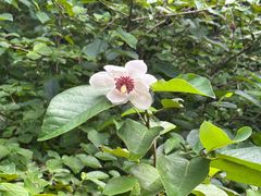 -天女山森林公园