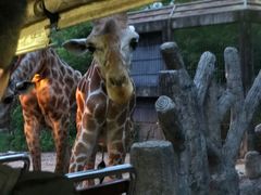 -清迈夜间动物园