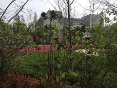 -武汉大学-樱园