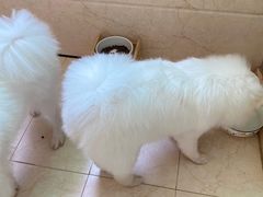 -嘉馨宠物医院·CT影像转诊·心脏科·犬猫全科诊疗中心(下沙大学城院区)