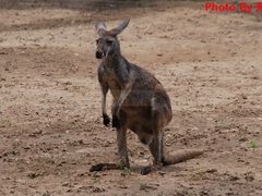 -西安秦岭野生动物园