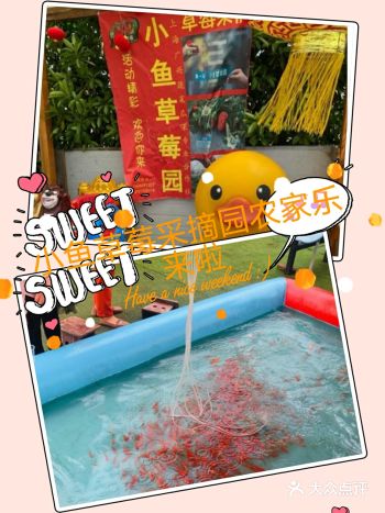 六一溜娃|可以摘草莓捞鱼的亲子乐园