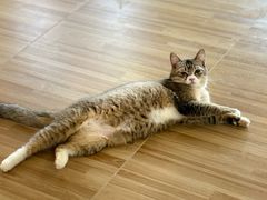 -喵小馆·猫咖狗咖猪咖·饮品店