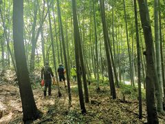 -上海佘山国家森林公园天马山园