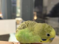 -怪兽屋·羊驼·猫咖·狗咖(俊华广场店)