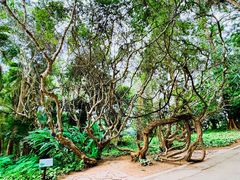-中国科学院西双版纳热带植物园
