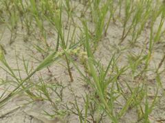 -库伦旗银沙湾旅游景区