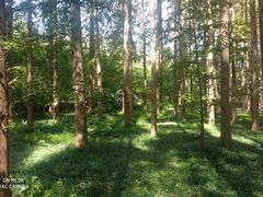 -黄海国家森林公园