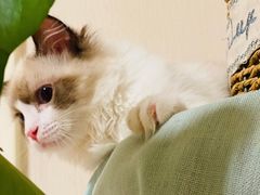 -猫十亿·布偶金渐层·曼基康矮脚猫舍(青年路店)